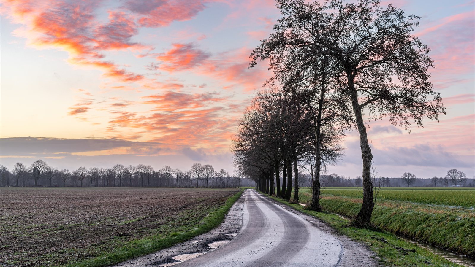 Country lane curving between bare trees at dusk